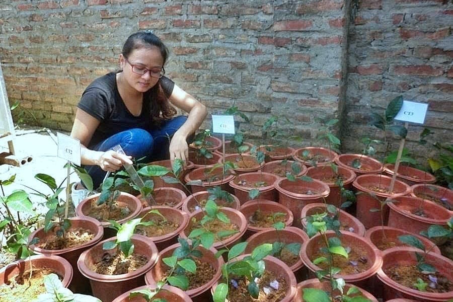 TS Huế tham gia nghiên cứu tuyển chọn bộ chủng vi sinh vật hữu ích sử dụng cho chè shan ở Yên Bái năm 2015. Ảnh: NVCC.