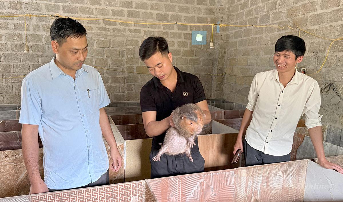 គំរូនៃការចិញ្ចឹមកណ្តុរឫស្សីថ្ពាល់ពណ៌ផ្កាឈូកដោយលោក ភុង វ៉ាន់ កូវ (បុរសស្លៀកអាវខ្មៅ) ផ្តល់ប្រាក់ចំណូលស្ថិរភាព។