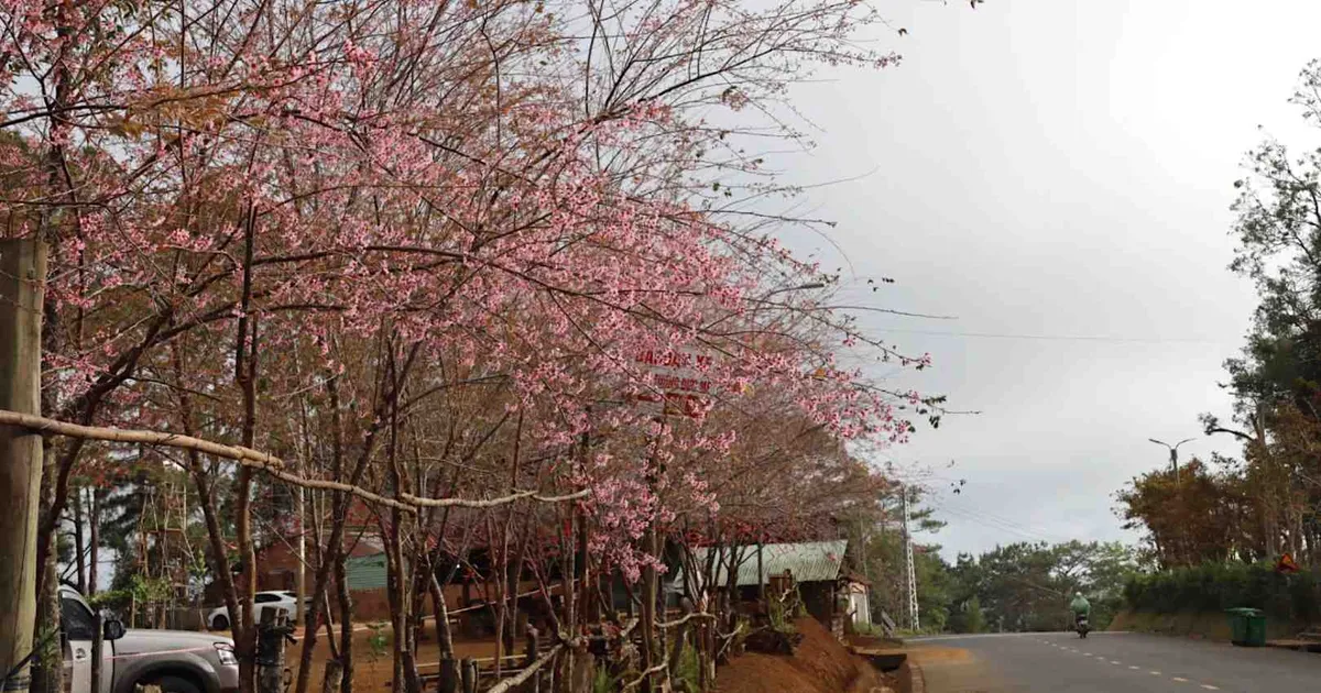ピックルボール大会で桜1250本を寄贈