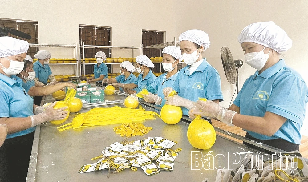 សេដ្ឋកិច្ចសមូហភាពចាប់យកឱកាស និងបង្កើតសន្ទុះ។