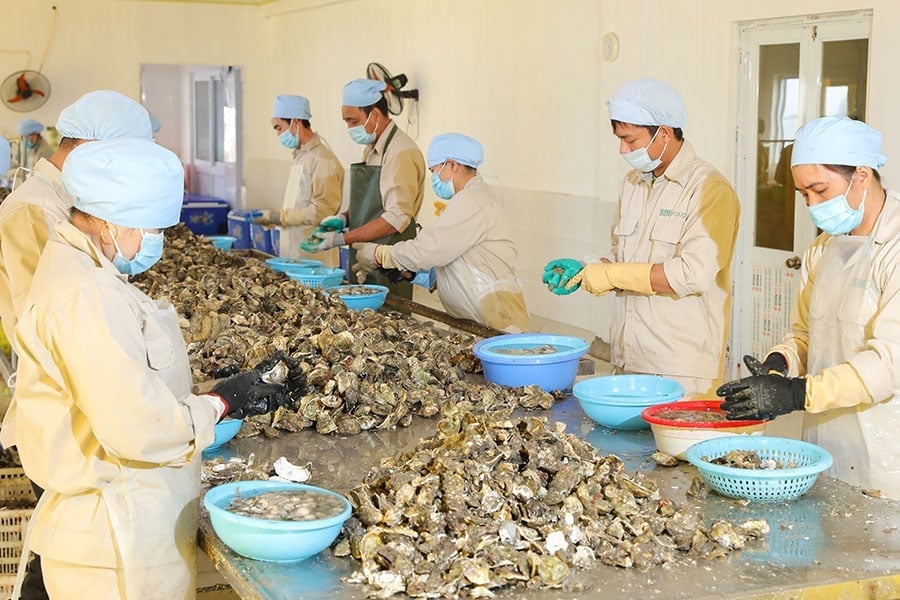کارگران شرکت سرمایه‌گذاری توسعه تولید ها لونگ، صدف‌های تازه را پس از برداشت فرآوری می‌کنند. عکس: گروه بیم.