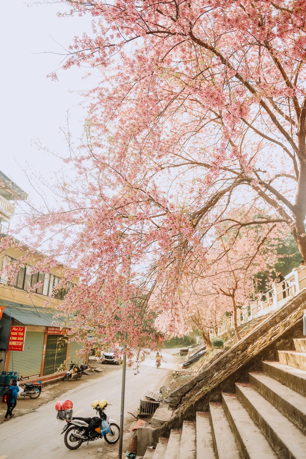 300万ドンかけてハザン省の花見に出かけた観光客は、まるで日本に迷い込んだかのような気分 - パート2