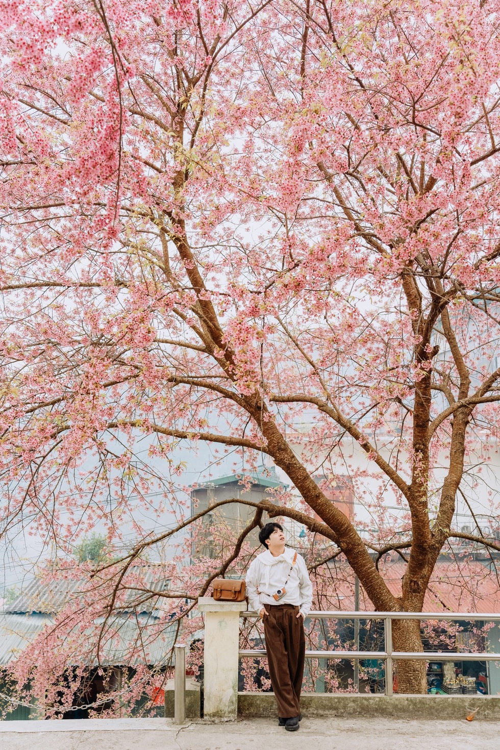 300万ドンをかけてハザン省の花見に出かけた観光客は、まるで日本に迷い込んだかのような気分になる - 5
