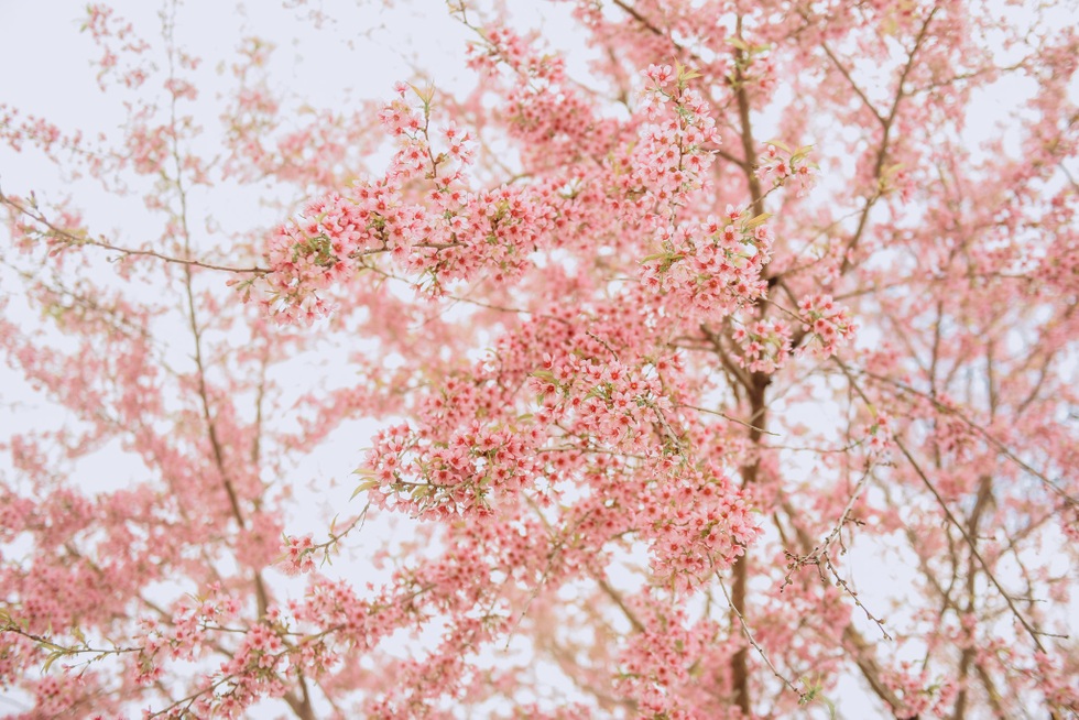 300万ドンをかけてハザン省の花見に出かけた観光客は、まるで日本に迷い込んだかのような気分になる - 6