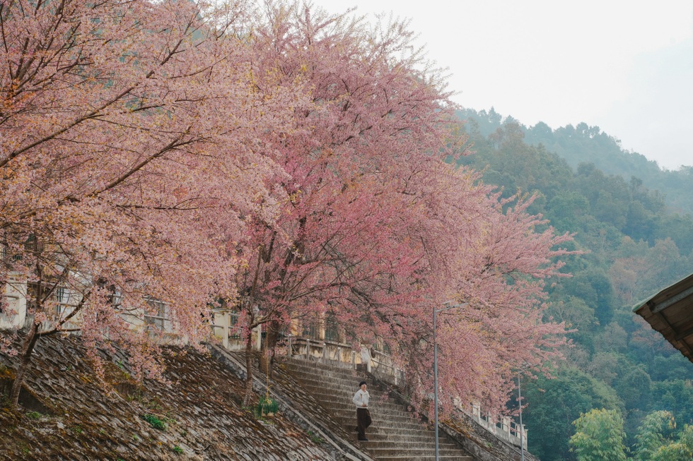 300万ドンをかけてハザン省の花見に出かけた観光客は、まるで日本に迷い込んだかのような気分になる - 7