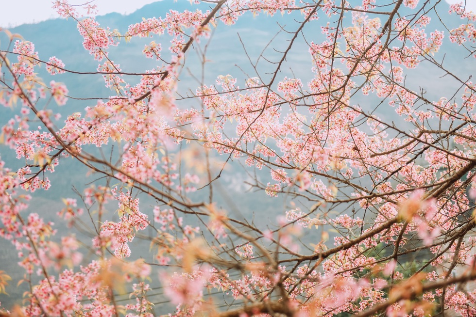 300万ドンをかけてハザン省の花見に出かけた観光客は、まるで日本に迷い込んだかのような気分になる - 8