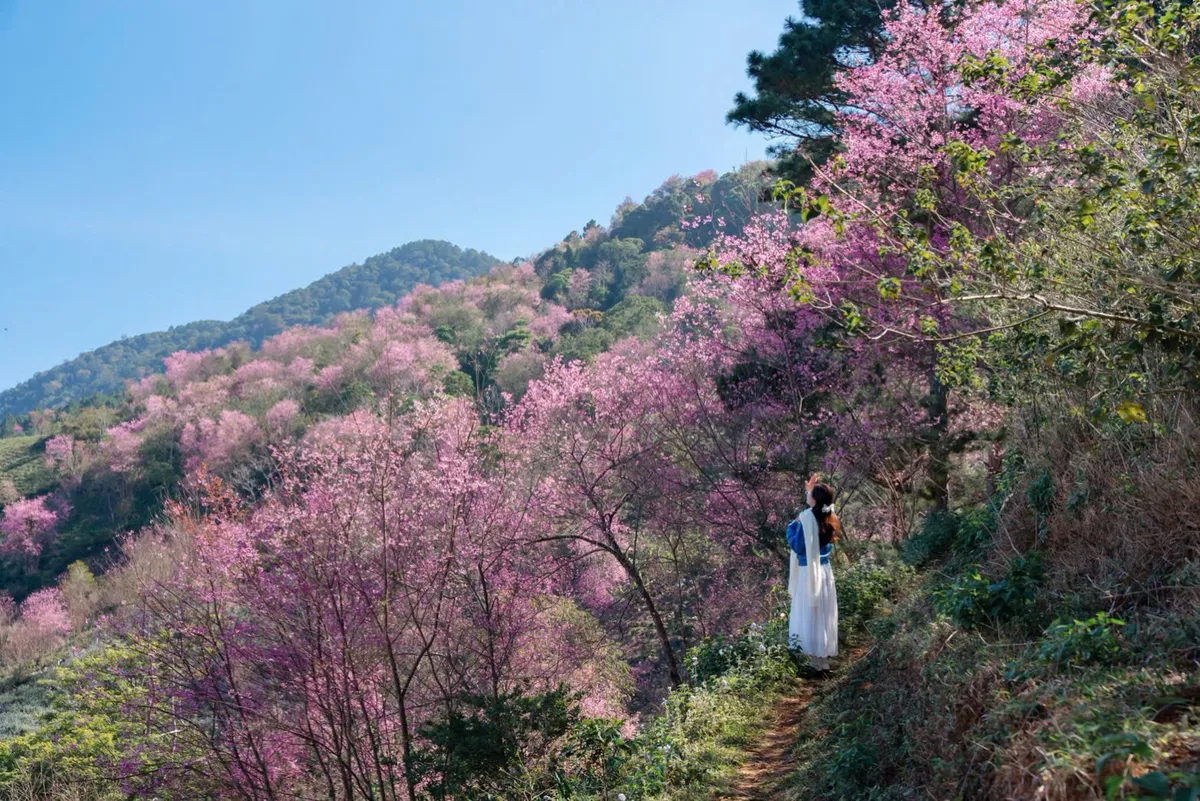 2026년 새해 첫날은 람동 관광 산업의 획기적인 발전을 위한 동력이 될 것입니다 - 사진 3. Tết Dương lịch 2026 tạo đà bứt phá cho du lịch Lâm Đồng- Ảnh 3.
