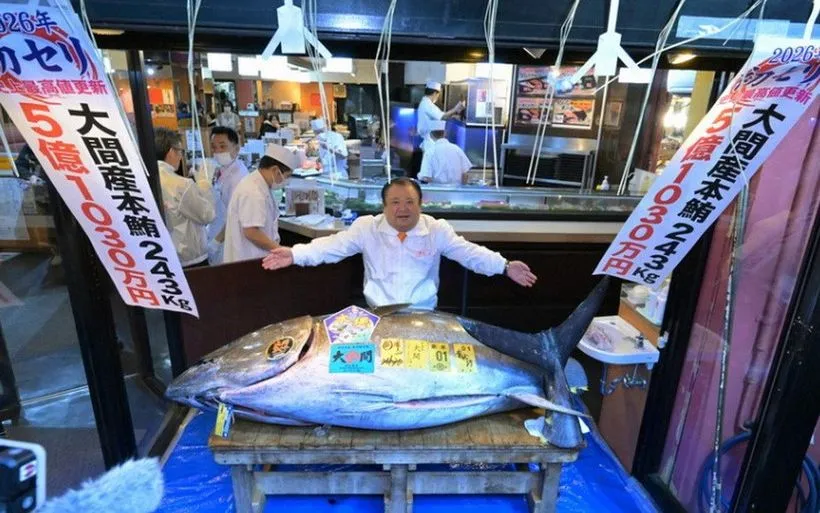 Ein Blauflossenthunfisch wurde für den Rekordpreis von 510,3 Millionen Yen (umgerechnet etwa 3,2 Millionen US-Dollar) verkauft. (Quelle: Mainichi) Một con cá ngừ vây xanh đã được bán với giá kỷ lục 510,3 triệu yen (khoảng 3,2 triệu USD). (Nguồn: Mainichi)