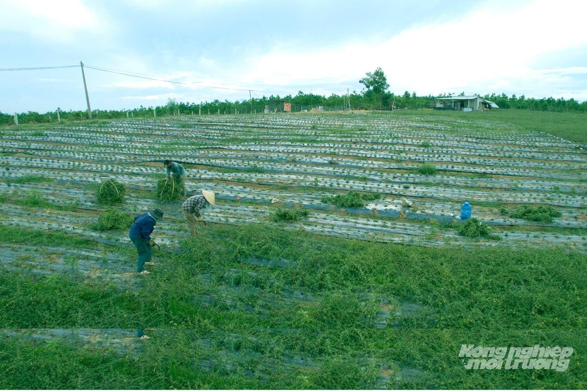 Công ty TNHH Dược liệu Hữu cơ An Xuân có vùng nguyên liệu tại xã Hiếu Giang, tỉnh Quảng Trị với nhiều sản phẩm đạt chứng nhận sản phẩm OCOP. Ảnh: Võ Dũng.