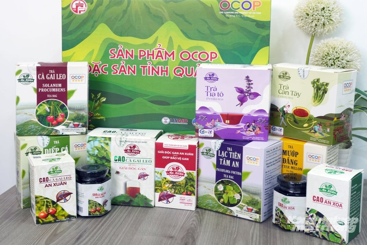 Cà gai leo dạng hòa tan đạt chứng nhận OCOP 5 sao đầu tiên của tỉnh Quảng Trị hiện đã xuất khẩu sang Mỹ. Ảnh: Võ Dũng.