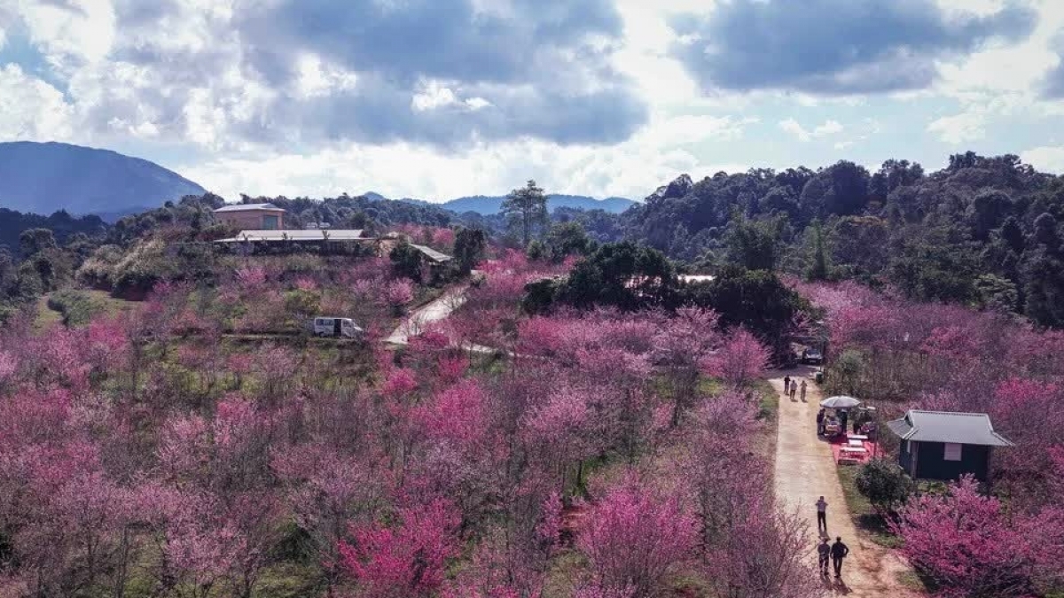 The vibrant colors of spring fill the cherry blossom island of Pá ...