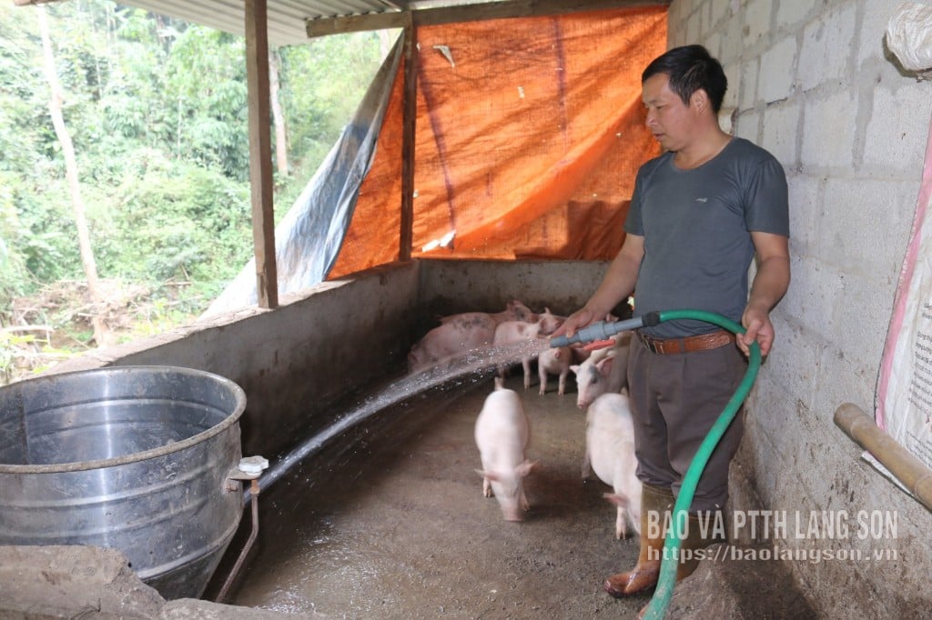 Domnul Hoang Van Hai curăță țarcul animalelor.