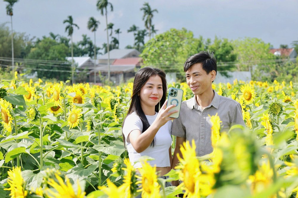 ทุ่งดอกทานตะวันดึงดูดนักท่องเที่ยวในจังหวัดกวางงาย - ภาพที่ 6