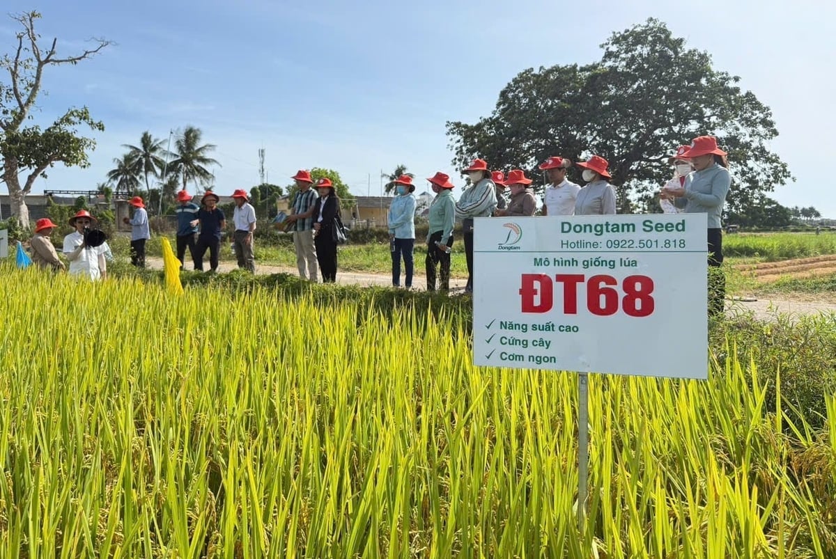 Giống lúa thuần ĐT68 được sản xuất, kinh doanh hợp pháp theo quy định của Luật Trồng trọt từ vùng Duyên hải Nam Trung Bộ trở ra các tỉnh phía Bắc. Ảnh: PC.