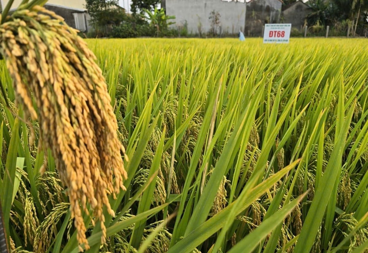 Giống lúa thuần ĐT68 có khả năng thích nghi rộng, cây sinh trưởng, phát triển khỏe. Ảnh: PC.