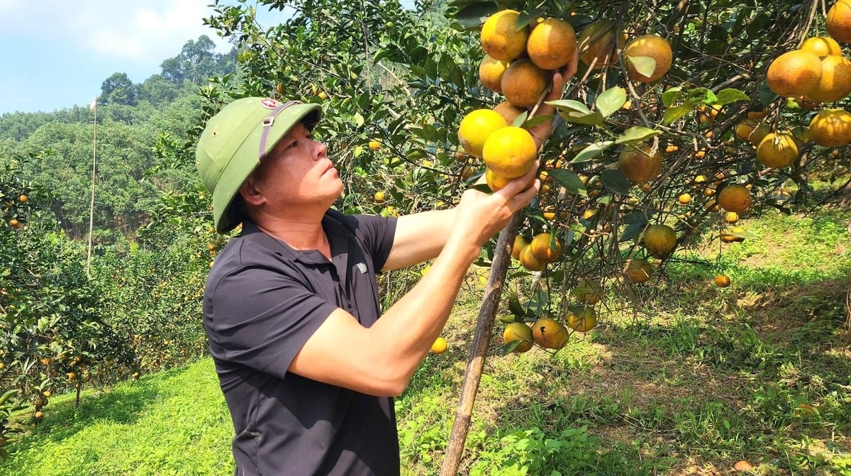 Thương hiệu cam hữu cơ Tập Lam ngày càng vang xa. Ảnh: Việt Khánh.