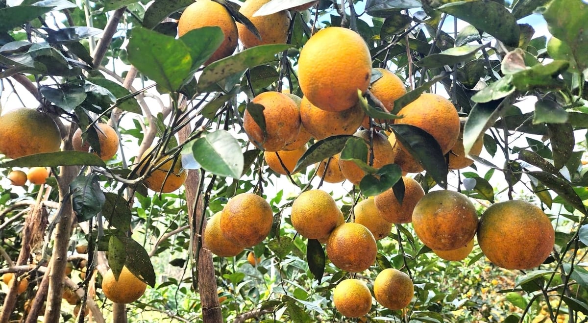 Áp dụng quy trình canh tác hữu cơ đã mang lại thành quả ngọt ngào. Ảnh: Việt Khánh.