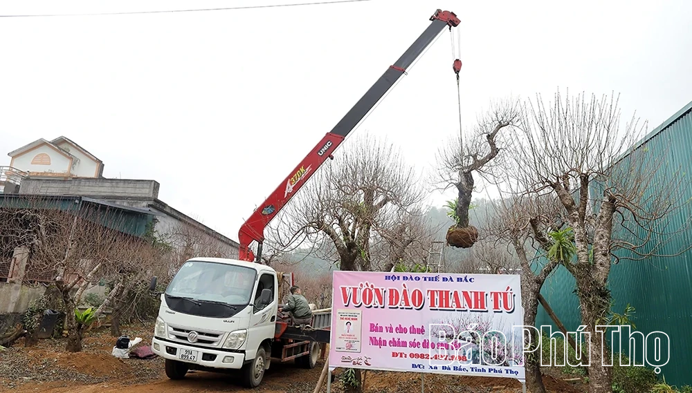 Gli altipiani di Da Bac sono in fermento per i preparativi in vista della stagione della fioritura dei peschi, che coincide con il Capodanno lunare.