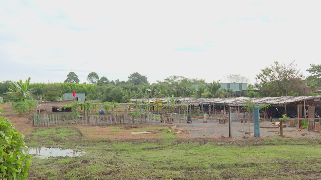 Pelancongan pertanian sedang mewujudkan gelombang baharu untuk pelancongan di Bandar Raya Ho Chi Minh - Foto 6. Du lịch canh nông tạo làn gió mới cho du lịch TP. Hồ Chí Minh- Ảnh 6.