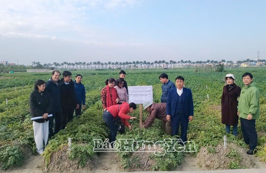 L'Istituto per le colture e le piante alimentari (Accademia vietnamita delle scienze agrarie) sta conducendo prove su piccola scala di varietà promettenti di patate nei campi del comune di Nguyen Du.