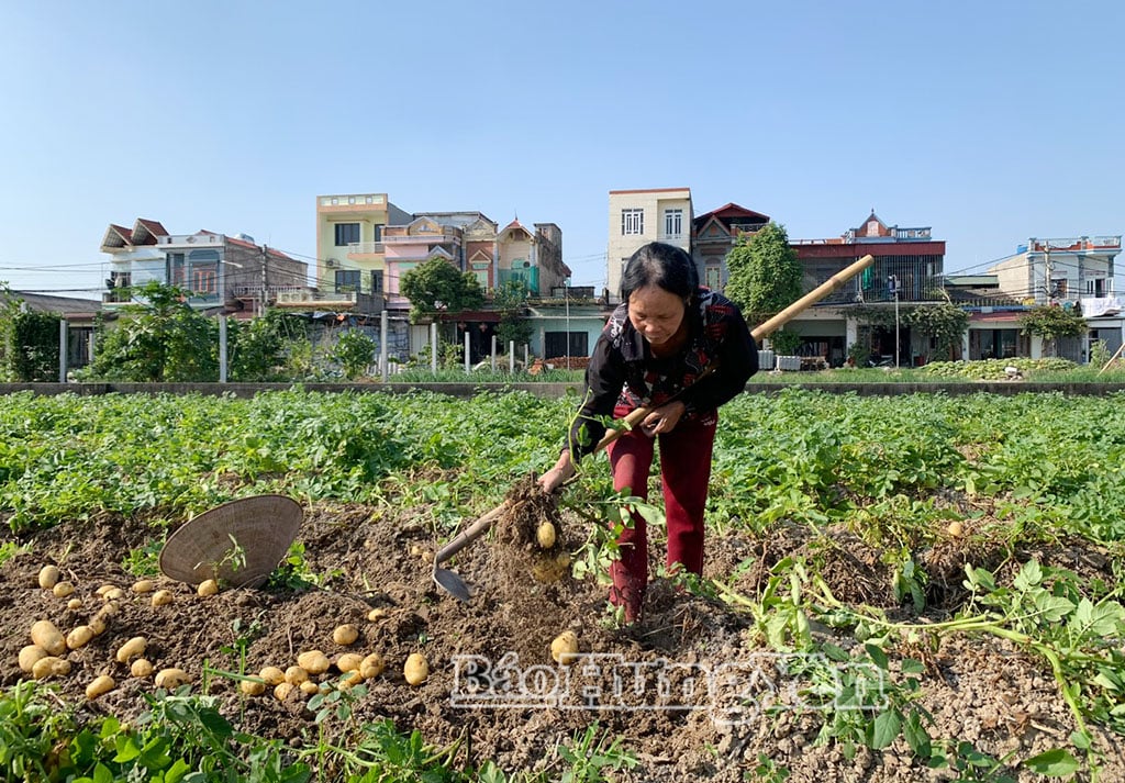 Gli agricoltori del villaggio di Phuong Qua Dong, nella comune di Nguyen Du, stanno raccogliendo le patate durante la stagione del raccolto invernale.