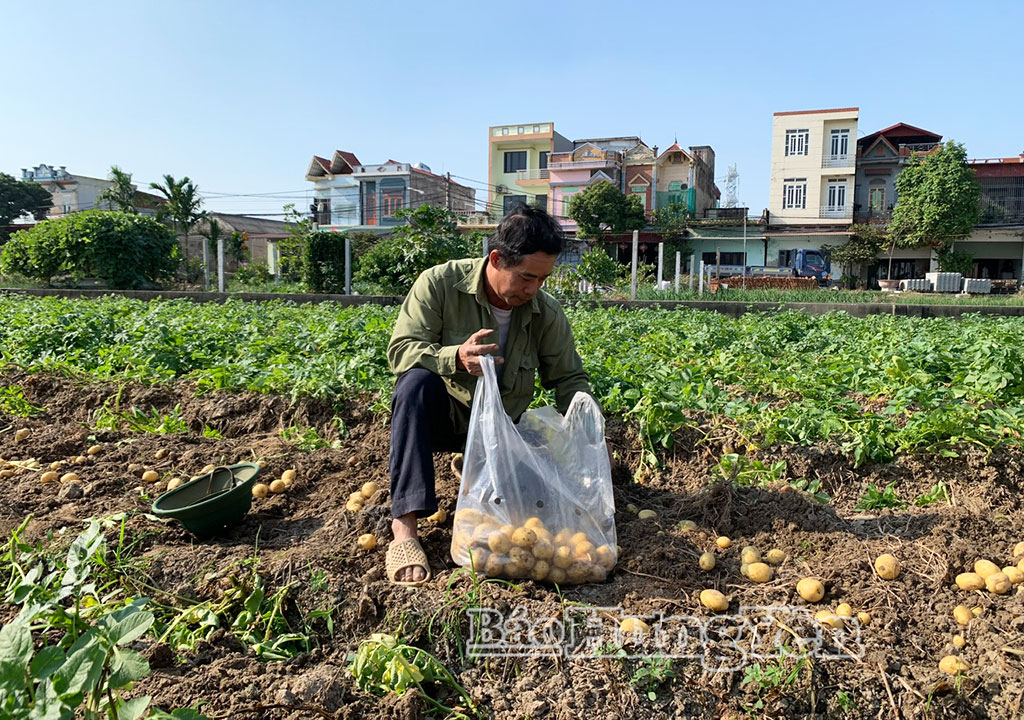 Quest'anno, la resa delle patate invernali ha raggiunto i 5-6 quintali di tuberi per sao (circa 1000 metri quadrati).