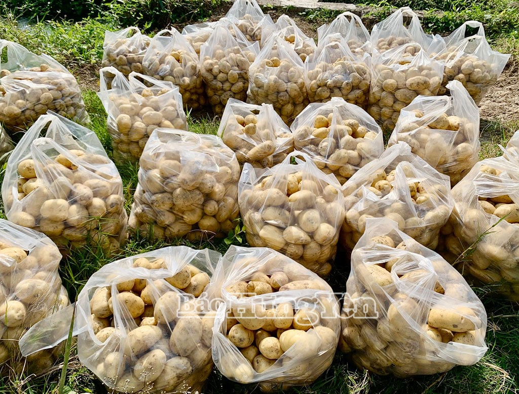 Dopo la raccolta, le patate vengono confezionate e trasportate ai margini del campo per essere vendute ai commercianti.