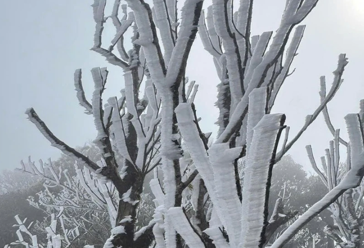Las provincias del norte experimentan un frío intenso hoy, 9 de enero, con riesgo de heladas. (Foto: VNA)