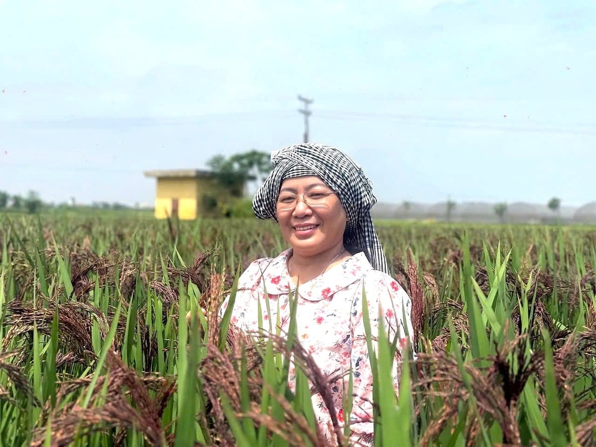 GS-TS Nhà khoa học Võ Thị Ngọc kiểm tra tại ruộng về độ thuần của giống. Ảnh: Minh Đảm.