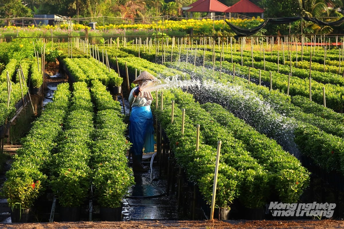 Nông dân làng hoa Sa Đéc tưới nước, điều tiết độ ẩm cho vườn hoa trong những ngày cao điểm 'canh' hoa Tết, kỳ vọng một vụ mùa thắng lợi, hoa nở đều và bền màu. Ảnh: Lê Hoàng Vũ.