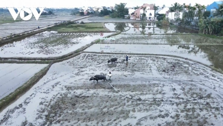 Campo de arroz de An My, barrio de Hoi An Dong, ciudad de Da Nang, visto desde arriba.