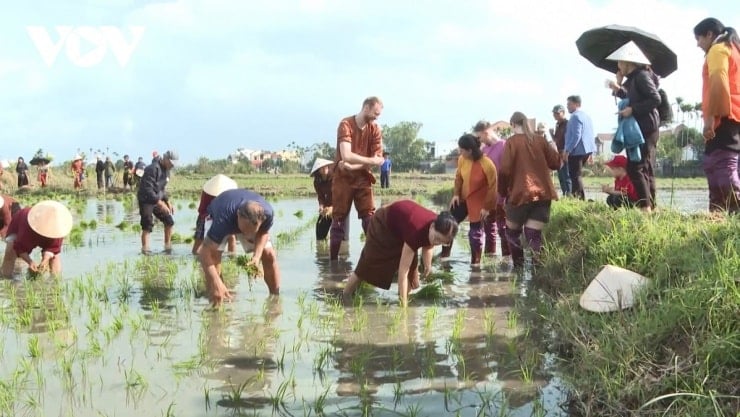En Hoi An, los turistas participan en la siembra de arroz junto con los agricultores.