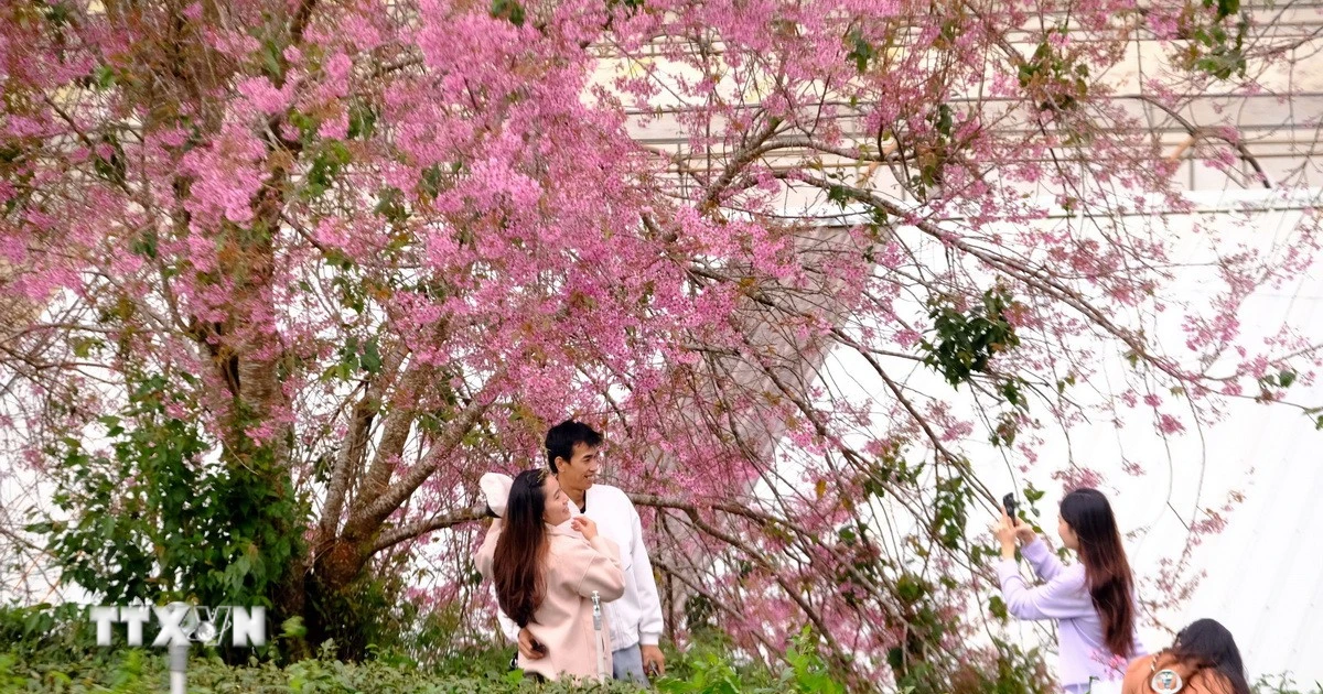 ダラット桜祭り、花見向けデジタル地図を公開