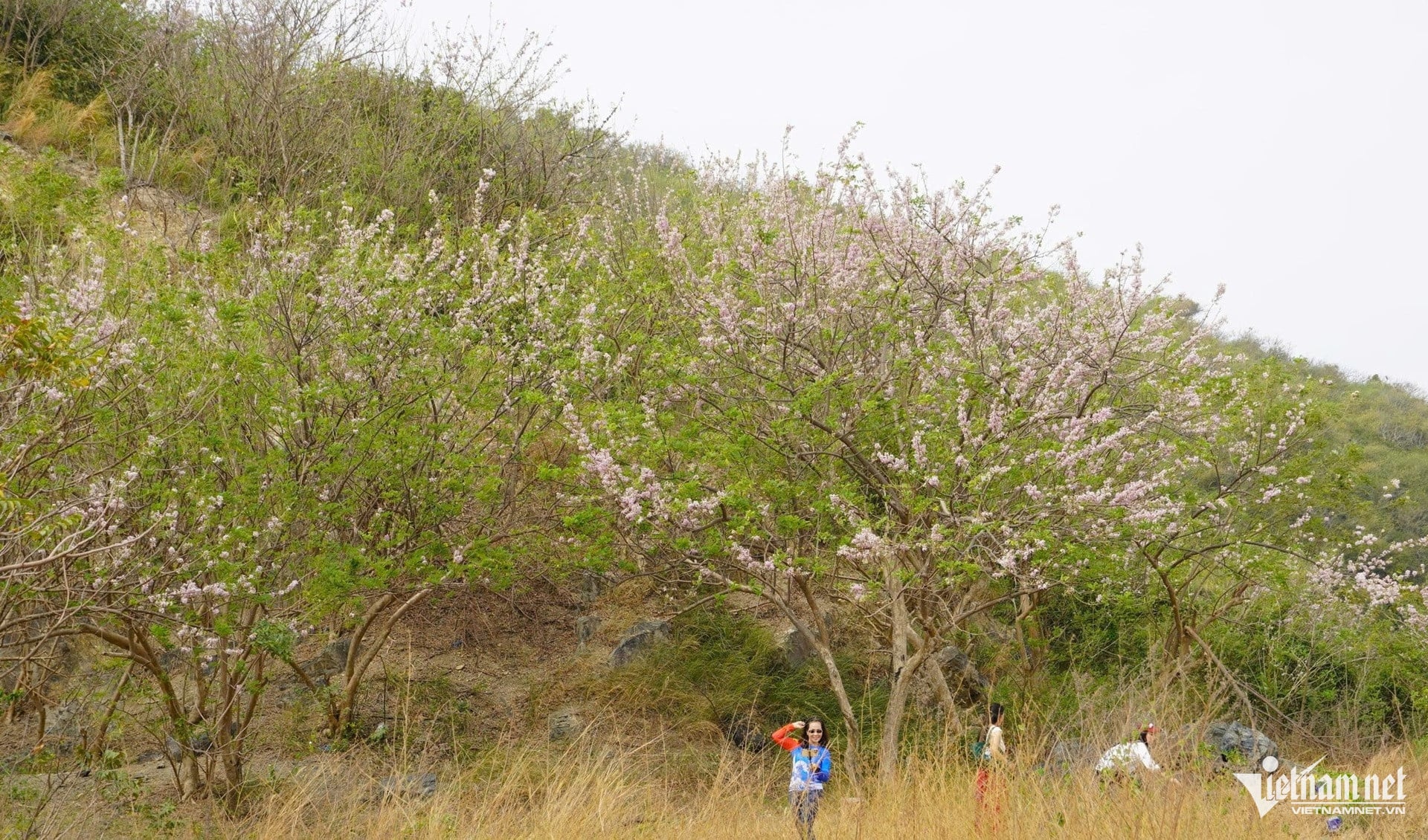 W-hoa đỗ mai anh đào ở vũng tàu.4.jpg