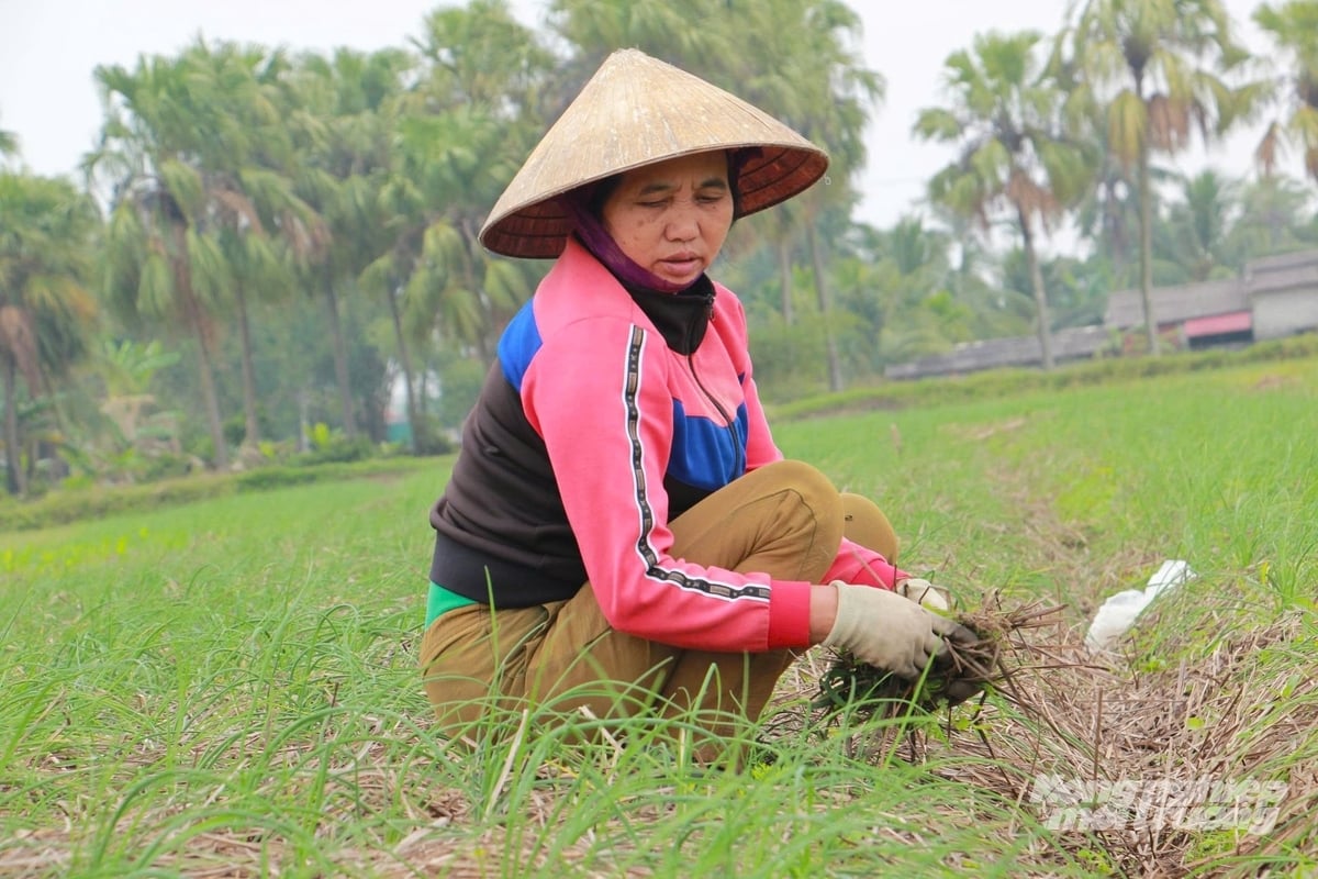 Với năng suất từ 5 - 6 tạ/sào, giá bán từ 38.000 - 40.000 đồng/kg, người trồng hành tăm có thể thu về 18 - 20 triệu đồng/sào. Ảnh: Trung Quân.