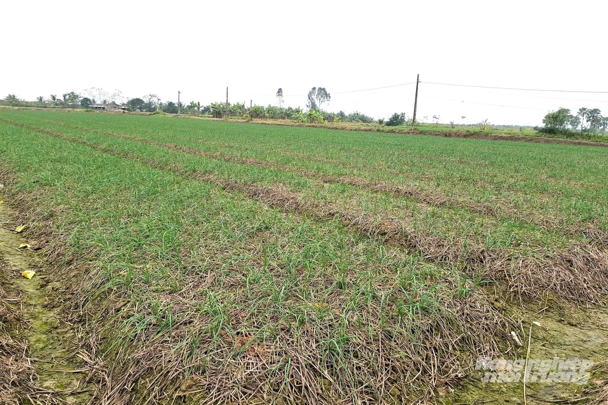 Cây hành tăm đang mở ra hướng sản xuất hiệu quả trong vụ đông cho người dân xã Trường Văn, Thanh Hóa. Ảnh: Trung Quân.