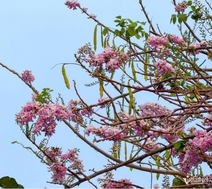 ホーチミン市の早春のチェックインスポット、コンヘオ ヒルで鮮やかなピンクのアプリコットの花を鑑賞しましょう。