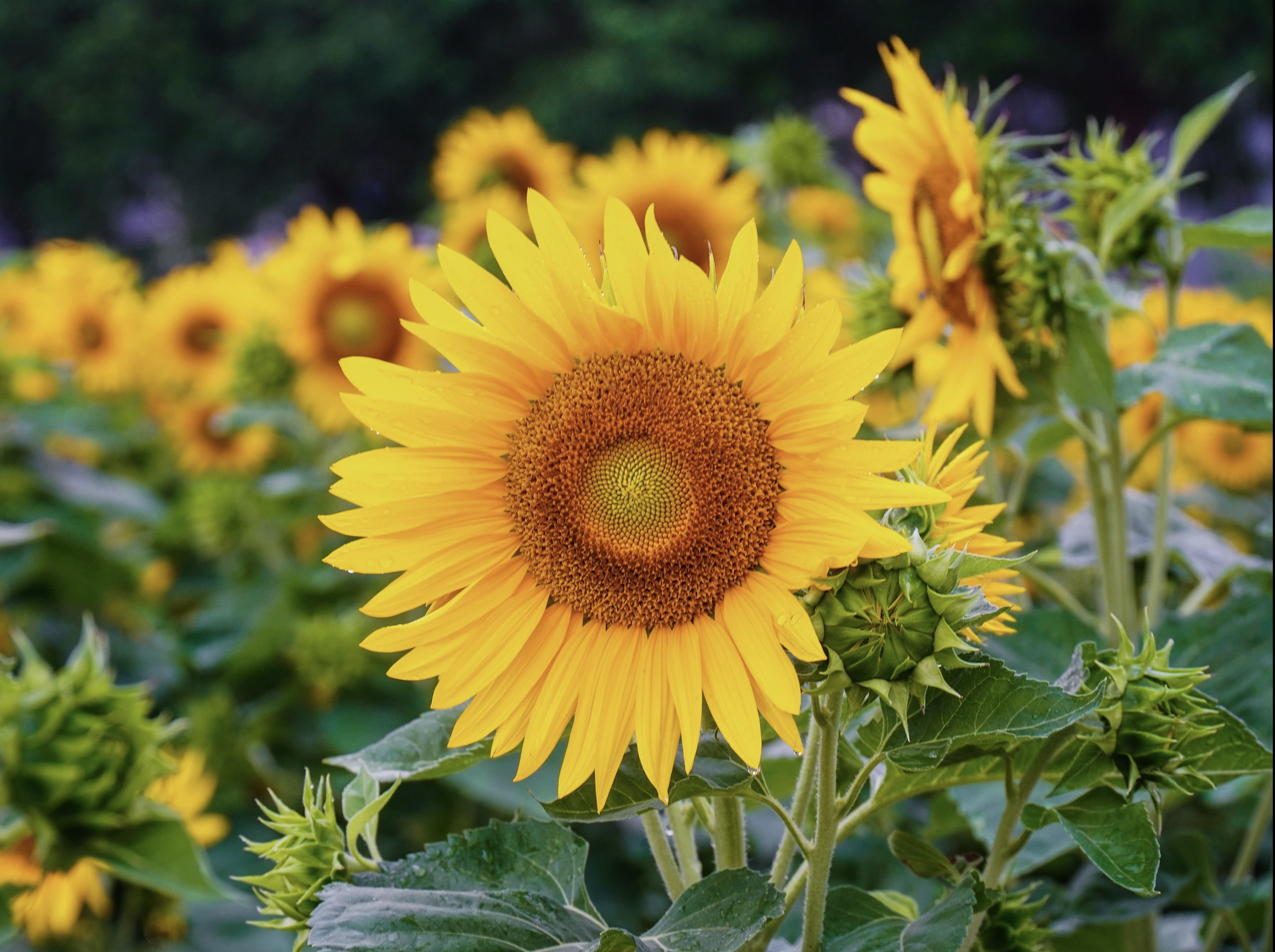 ホーチミンの春花畑、写真映えスポット