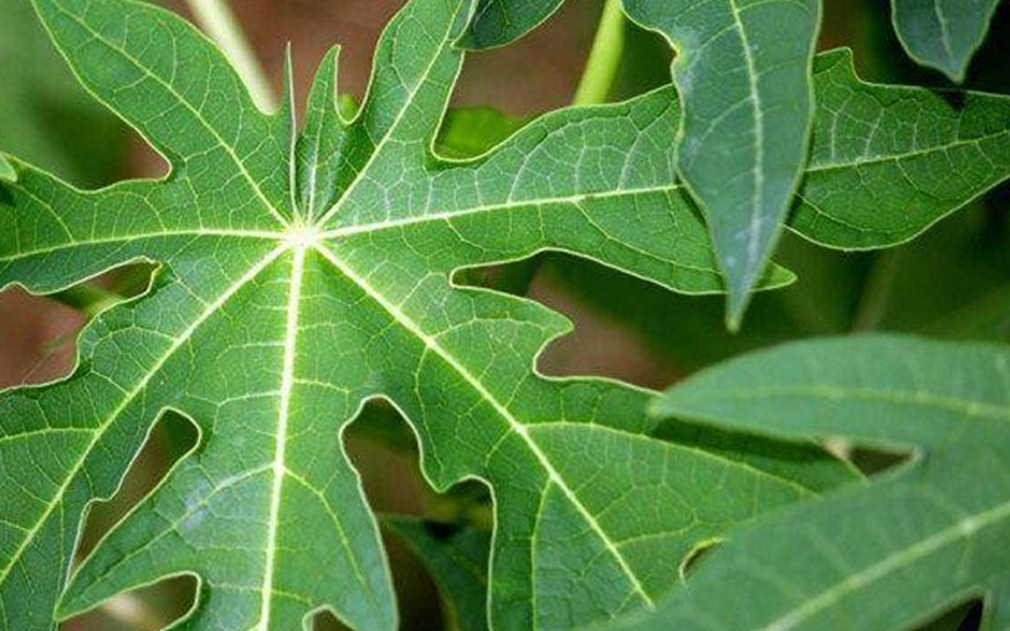 Quali sono i benefici del bere succo di foglie di papaya ogni mattina? - Immagine 2. 8 công dụng của lá đu đủ với sức khỏe