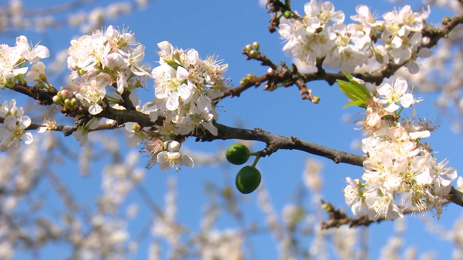 Moc Chau está bañado por las prístinas flores blancas de los ciruelos.