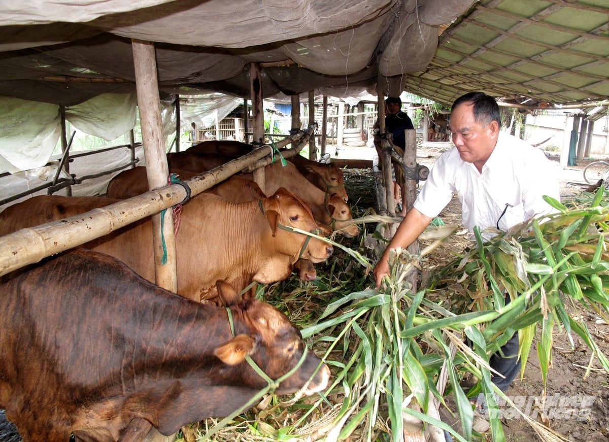 Nông dân Đồng Tháp nuôi bò trong chuồng trại được vệ sinh, tiêu độc thường xuyên. Ảnh: Lê Hoàng Vũ.