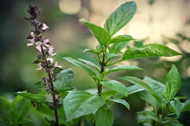 Húng quế: Đặc điểm, tác dụng và bài thuốc trị bệnh