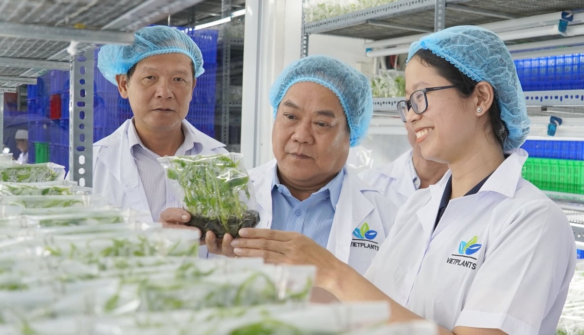 TP.HCM định hướng phát triển mạnh nông nghiệp đô thị với việc áp dụng công nghệ mới, nông nghiệp thông minh, phát triển các mô hình sinh thái, tuần hoàn... Ảnh: Lê Bình.