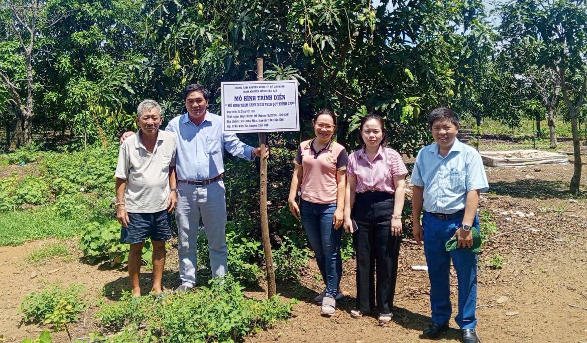 Mô hình trình diễn thâm canh xoài theo quy trình VietGAP do Trung tâm Khuyến nông TP.HCM thực hiện tại xã Long Hòa. Ảnh: TTKN TP.HCM.