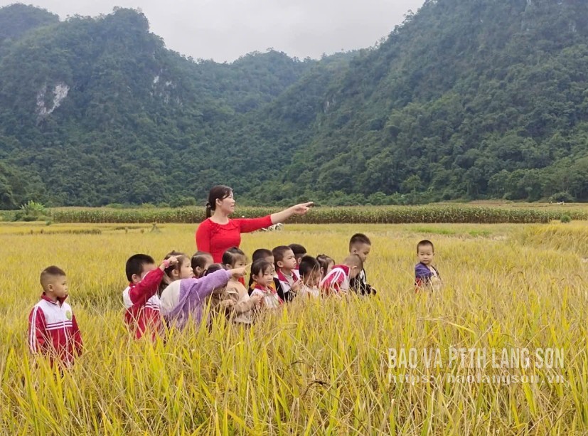 Học sinh Trường Mầm non Phi Mỹ tham gia hoạt động ngoại khoá "Bé với cánh đồng lúa"