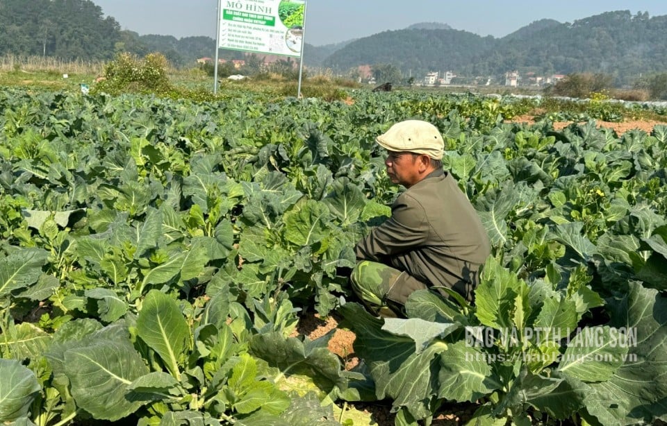 Người dân khối Nà Pinh, phường Kỳ Lừa chăm sóc rau theo tiêu chuẩn VietGAP