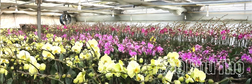 باغ ارکیده Phalaenopsis در فصل تت (سال نو قمری ویتنامی).