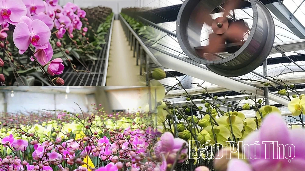 باغ ارکیده Phalaenopsis در فصل تت (سال نو قمری ویتنامی).