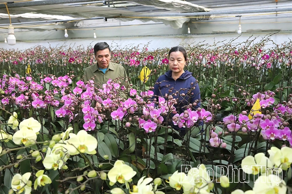 باغ ارکیده Phalaenopsis در فصل تت (سال نو قمری ویتنامی).