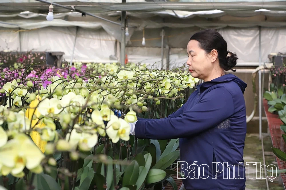 باغ ارکیده Phalaenopsis در فصل تت (سال نو قمری ویتنامی).